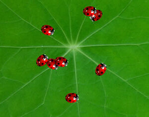 Squish 'Em - Interactive Surface Game