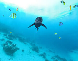 Submerged - Interactive Surface Game